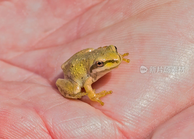 太平洋树蛙(Pseudacris regilla)，也被称为太平洋合唱蛙，其活动范围横跨太平洋西北部，从北加州，俄勒冈州和华盛顿到加拿大的不列颠哥伦比亚省。杰普森草原保护区，萨克拉门托谷，加利福尼亚州